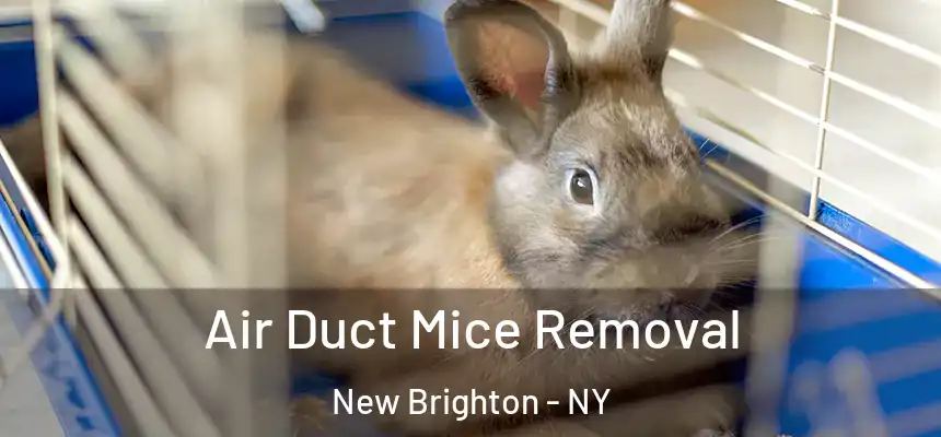 Air Duct Mice Removal New Brighton - NY