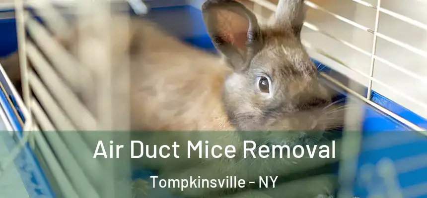 Air Duct Mice Removal Tompkinsville - NY