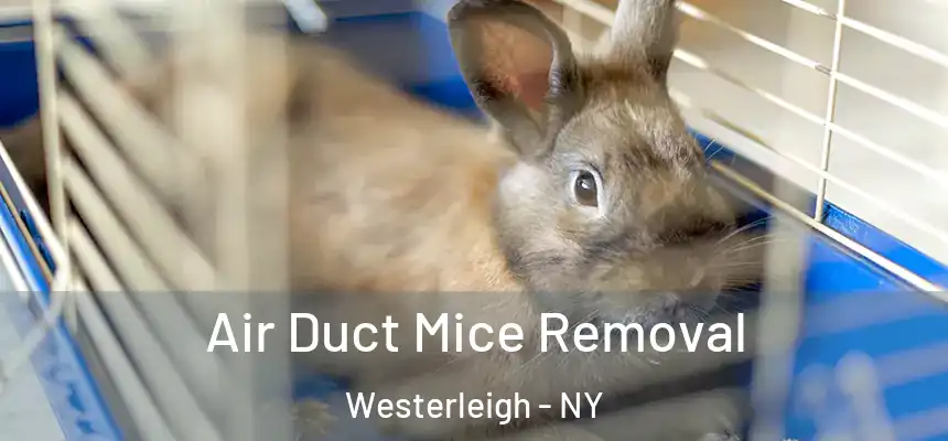  Air Duct Mice Removal Westerleigh - NY