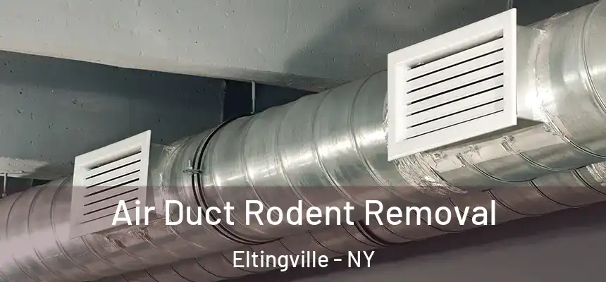  Air Duct Rodent Removal Eltingville - NY