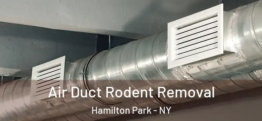 Air Duct Rodent Removal Hamilton Park - NY